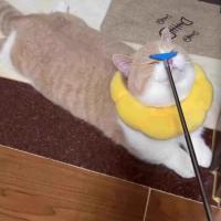 Varita retráctil para gatos 3 en 1 Pro: poste extensible de masaje con plumas arrugadas para juegos interactivos/autodescanso - details 5