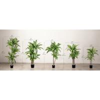 dracena artificial