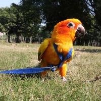 Juguete de entrenamiento al aire libre ajustable portátil, correa de tracción antimordedura, cuerda de entrenamiento para mascotas, arnés para loros, correa para pájaros - details 6