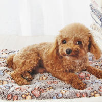 Cama gruesa de franela para perros y gatos, manta suave y cálida para dormir, Invierno - details 2