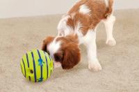 Pelota Interactiva para Mascotas Wobble Wag Giggle Glow Sonidos de Risas al Rollo o Agitado - details 9