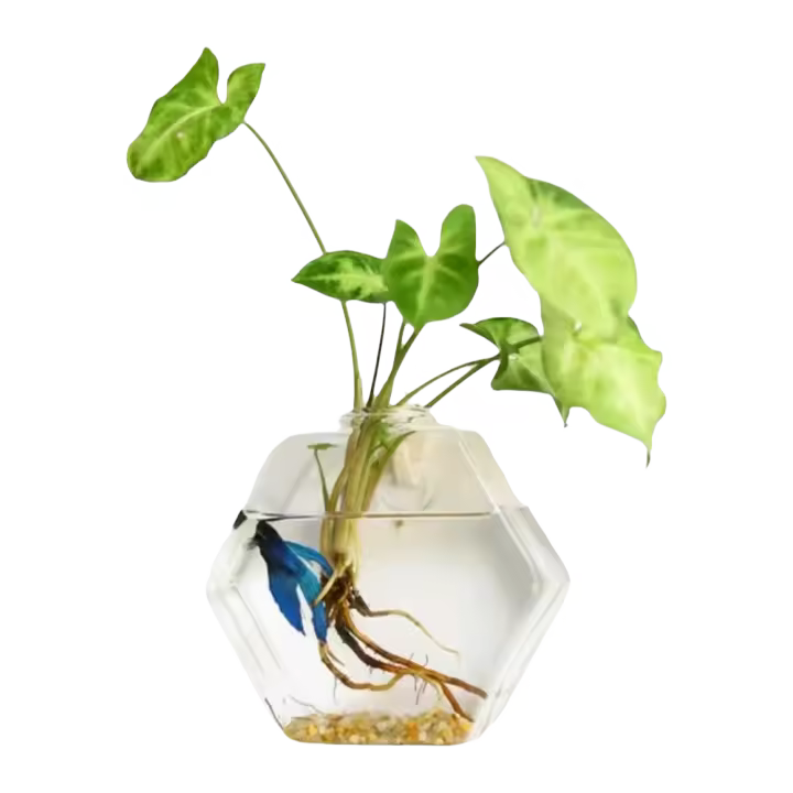 Vaso De Flor De Vidrio Colgante Para Pared Terrario Acuario Contenedor De Flores Y Plantas Decoración Para El Hogar Y Jardín Estilo Moderno - 1
