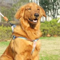 Juego de arnés colorido para mascotas con correa y correa para perros, uso interior y exterior - details 8