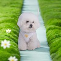 Correa ajustable para mochila para perros y gatos, correa para el pecho cómoda y transpirable, bonita con mochila, camiseta interior para perros, correa para el pecho - details 12
