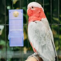 Comedero para loros, cuenco de comida para pájaros, contenedor de comida para loros, estructura Simple, suministros para pájaros, B - details 3