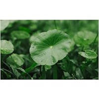 CENTELLA