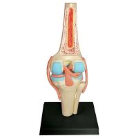 Modelo de Cuerpo Humano para Estudio de Anatomía Set de Rodillas Juntas de Organos para Estudiantes - details 0