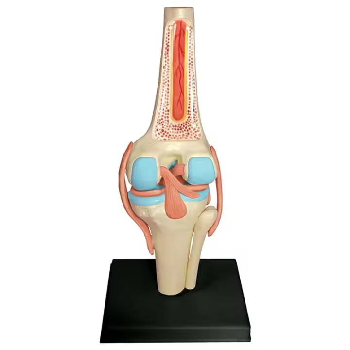 Modelo de Cuerpo Humano para Estudio de Anatomía Set de Rodillas Juntas de Organos para Estudiantes - 1