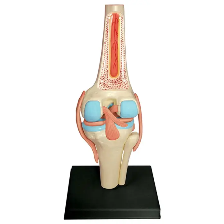 Modelo de Cuerpo Humano para Estudio de Anatomía Set de Rodillas Juntas de Organos para Estudiantes - 1