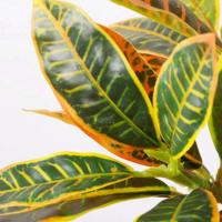 Plantas Artificiales de Tropico Pinos Banyan Falsos para Decoración de Jardín en Casa - details 4