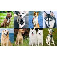 Collar antiladridos para perros, antiladridos, adiestramiento de perros, descarga eléctrica, enchufe Taser, vibrador recargable, vibración, - details 7