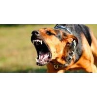 perro