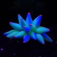 Coral Artificial de burbuja Fluorescent para acuario - details 2