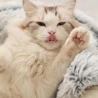 Cama de Mascota de Peluche Cálida Nido de Gato Redondo Acolchado Bolsa de Dormir Cómoda para Mascotas Pequeñas - details 2