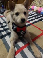 Collares para perros con lazo elegante, corbata, cuerda de tracción, arnés navideño para mascotas para perros pequeños y medianos, correa para el pecho para gatos, accesorios para perros, regalos - details 31