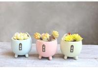ETA i ued para un agujero de planta jugoso, macizo de flores con un hermoso animal, lindo gato, decoración de jardín, bonai ETA, cumpleaños - details 8