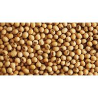 Soybean Oil, Ginseng cleansing oil