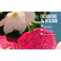 Notes of Brazilian Jasmine + pink dragonfruit