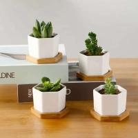 Bonsái blanco geométrico cerámica cuadrado pequeño y jugoso cactus moderno ETA, bandeja de bambú - details 1