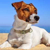 Conjunto Collar personalizado perro, correa plomo caminar, collares de cuero para mascotas, perros pequeños, medianos y grandes, - details 36