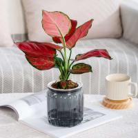 Planta hidropónica jugosa, riego automático interior, mini mesa de comedor floral ETA, decoración de bonsái para jardín y hogar ETA - details 2