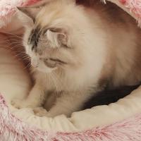 Cama de Mascota de Peluche Cálida Nido de Gato Redondo Acolchado Bolsa de Dormir Cómoda para Mascotas Pequeñas - details 4
