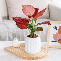 Planta hidropónica jugosa, riego automático interior, mini mesa de comedor floral ETA, decoración de bonsái para jardín y hogar ETA - details 3