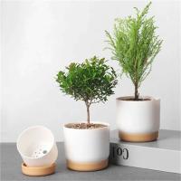 Riego automático ETA, absorción automática de luz, ETE jugoso redondo de doble capa, ETA pequeña de planta verde - details 2
