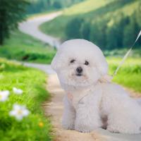 Correa ajustable para mochila para perros y gatos, correa para el pecho cómoda y transpirable, bonita con mochila, camiseta interior para perros, correa para el pecho - details 7
