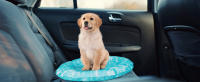 Nobleza - Alfombra Refrescante para Perros, Cama Perro Fria, Manta Refrescante para Mascotas Pequeños y Medianos, Gatos en Verano, Auto Refrigerante, No tóxico, Orbicular - details 11