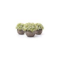 Plantas Artificiales Plásticas Flor Decorativa en Maceta Lleno de Color para Oficina en Casa Paquete de 6 - details 10