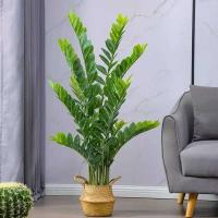 La decoración del hogar de 51 pulgadas incluye plantas, grandes ramas de plantas artificiales, láminas de plástico falsas y árboles de banyan verdes en los dormitorios. - details 0