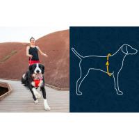 Chien sans traction, soutien, réfléchissant, lumineux, lumière, visibilité, matelassé, trail