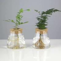 Mini ETA hidropónica de vidrio transparente, jarrones para plantas sin piso, cristalería vintage para salas de estar, hogares, oficinas, mesas, - details 6