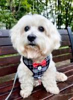 Collares para perros con lazo elegante, corbata, cuerda de tracción, arnés navideño para mascotas para perros pequeños y medianos, correa para el pecho para gatos, accesorios para perros, regalos - details 27