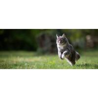fuente para gatos