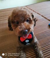 Collares para perros con lazo elegante, corbata, cuerda de tracción, arnés navideño para mascotas para perros pequeños y medianos, correa para el pecho para gatos, accesorios para perros, regalos - details 29