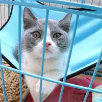 Hamaca colgante para cama de gato, esterilla de cojín suave para casa de gato, cesta de refrigeración para mascotas, tapiz, accesorios para mascotas, Verano - details 6