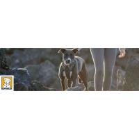Chien sans traction, soutien, réfléchissant, lumineux, lumière, visibilité, matelassé, trail
