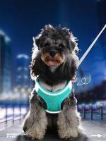 Correa reflectante para perros y gatos Set de correa de pecho transpirable duradero para paseos al aire libre Adecuado para perros y gatos pequeños y medianos - details 2