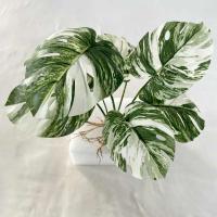 Boda falsa glicina plantas simuladas impresas en 3D, espalda de tortuga de plástico, hojas de manzana verde de bambú, decoración del hogar - details 17