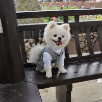 Traje de boda para perro, práctico y creativo, camisa Formal suave y lavable para mascotas, disfraz de cachorro y gato de 6 tamaños - details 5
