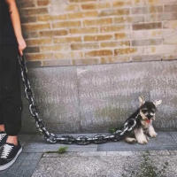 Cadena de simulación de plástico para perros y mascotas, cuerda de rastreo de mascotas, accesorios de Halloween, ligera, 1,5/3m - details 0