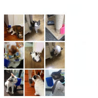 Peine extraíble para mascotas, cepillo de frotamiento para esquina de gato, peine de masaje para depilación de mascotas, suministros para mascotas - details 2