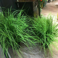 Pampas de imitación de hierba Artificial para interiores, 10 piezas, 60cm, trigo falso, para decoración del hogar, tienda de bodas - details 2
