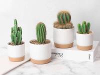 Plástico blanco uso interior, mini macetero floral con agujeros de drenaje jugoso o cactus, para plantas, ETA - details 12