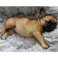 Cama de Mascotas de Peluche XXL Diseño de Donut para Perros y Gatos Ideal para Perros y Gatos Grandes Almohada Calmante para Mascotas - details 5