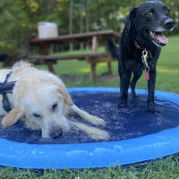 Alfombra de Sprinkler para Mascotas de Verano 100/150/170cm Mat de Enfriamiento para Piscina Inflable Pad de Ducha para Perros Material Plástico Tamaño Mediano Para Todas las Razas de Perro - details 3