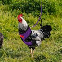 Correa de Mascotas de Pollo y Pato Collares Comodos y Transpirables con Lazo - details 8