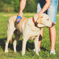 Cepillo de baño de silicona para perros y gatos, cepillo de aseo con correa ajustable, adecuado para pelo largo y corto - details 1